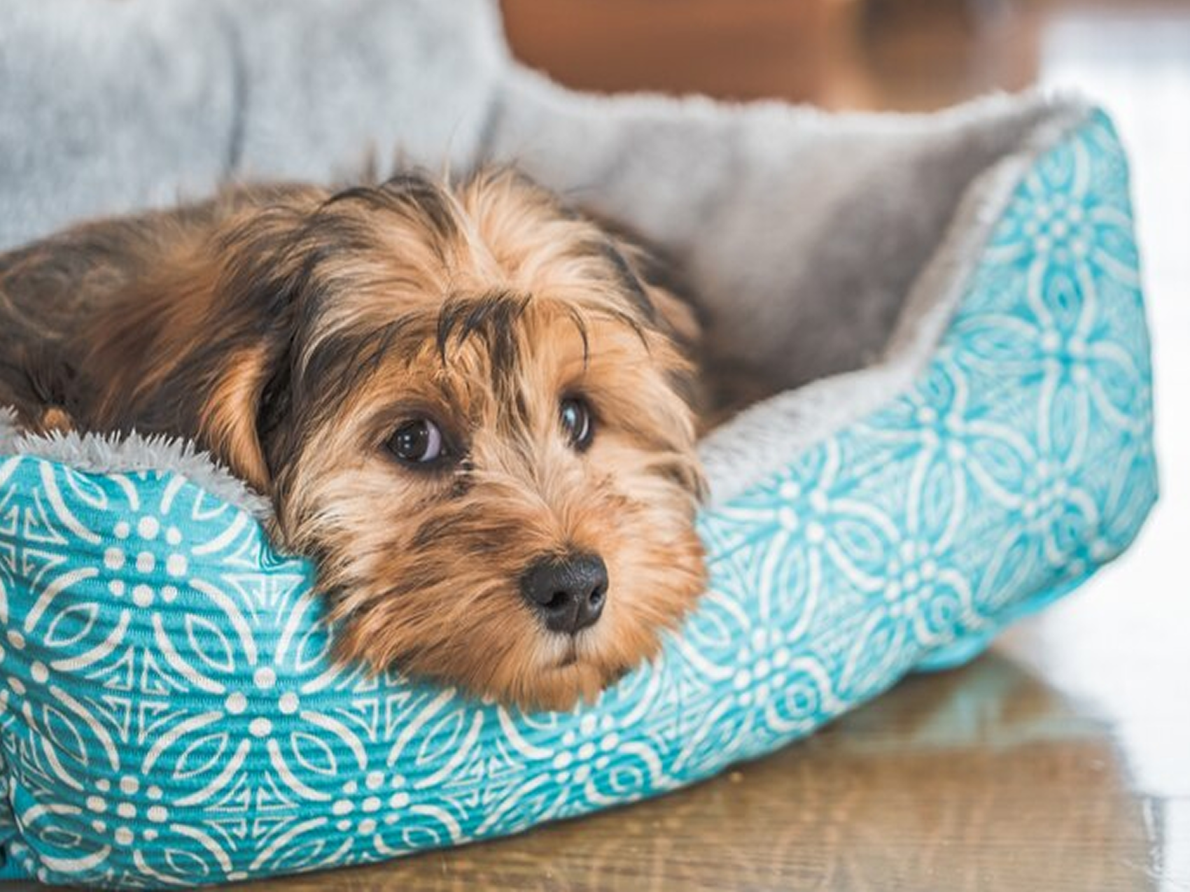 Pet Beds & Accessories