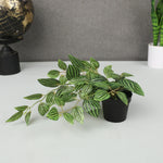 Zebra Potted Plant 38cm in Green