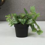 Zebra Potted Plant 38cm in Green
