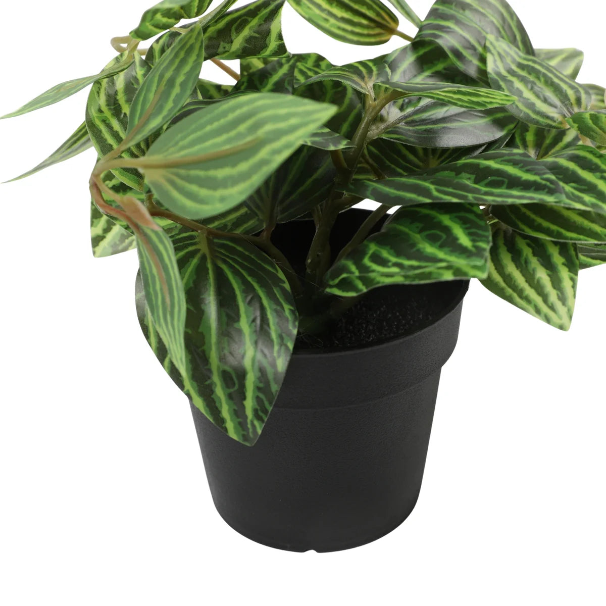 Zebra Potted Plant 38cm in Green