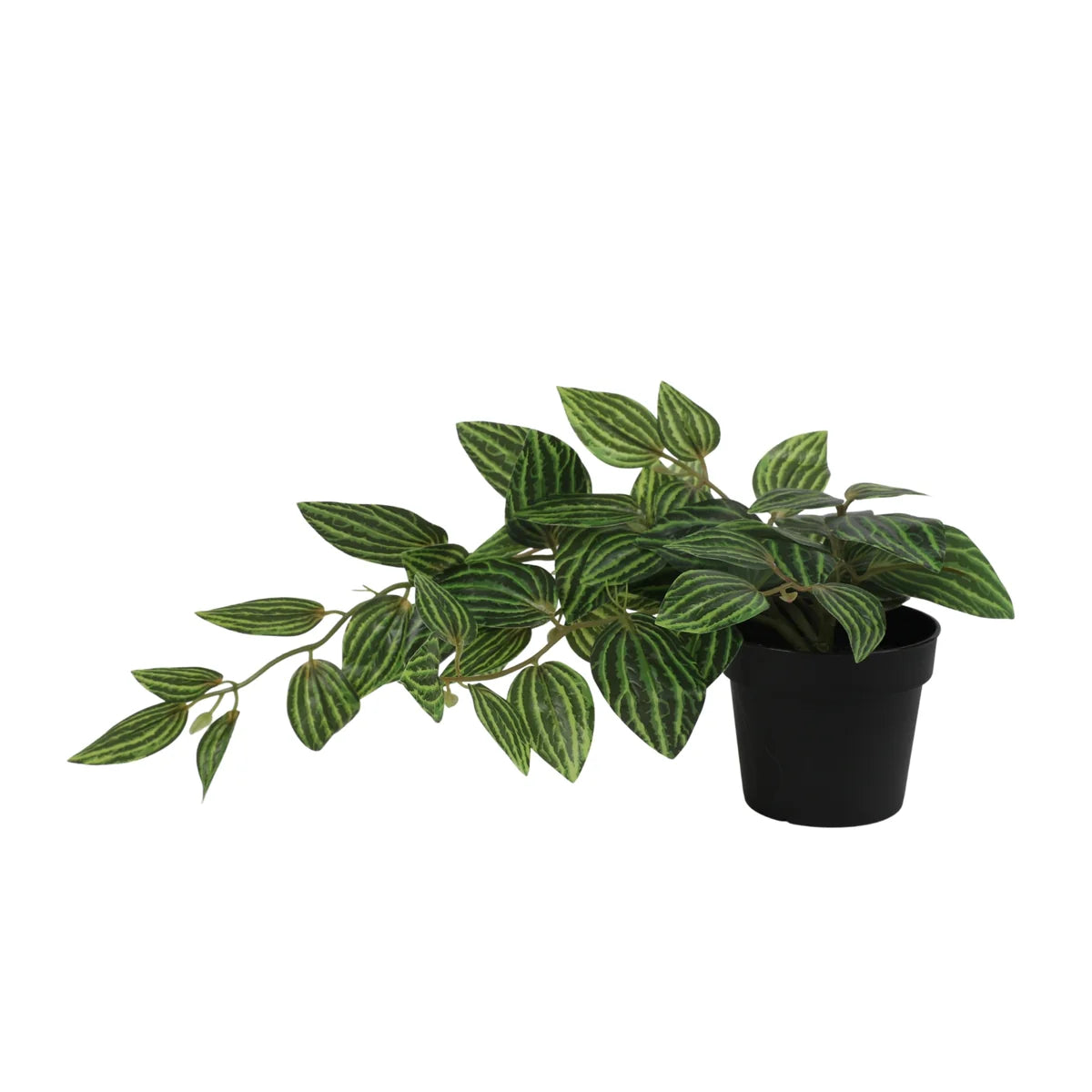 Zebra Potted Plant 38cm in Green